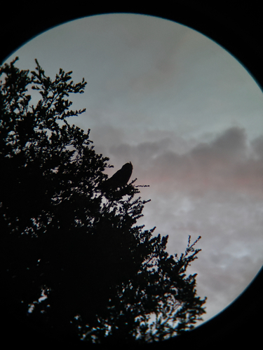 View observation of {o.common_name} on iNaturalist