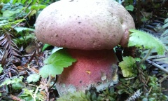 Rubroboletus pulcherrimus