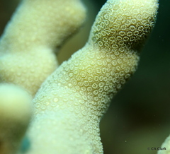 Porites compressa