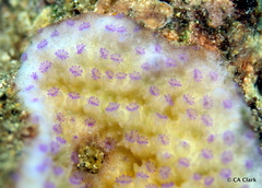Montipora patula