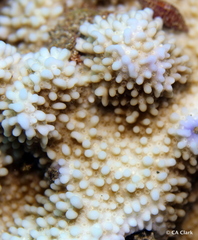 Montipora capitata