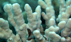 Porites compressa