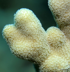 Porites compressa