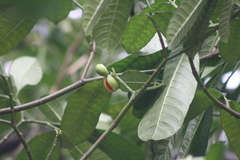 Tabernaemontana alba