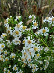 Symphyotrichum lanceolatum