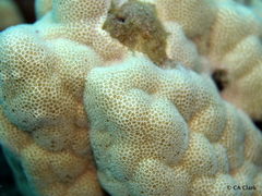 Porites lobata