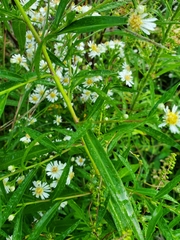 Symphyotrichum lanceolatum