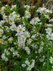 Symphyotrichum lanceolatum