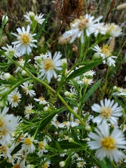 Symphyotrichum lanceolatum