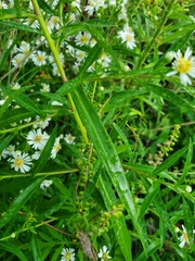 Symphyotrichum lanceolatum