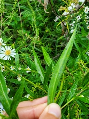 Symphyotrichum lanceolatum
