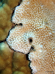 Montipora capitata