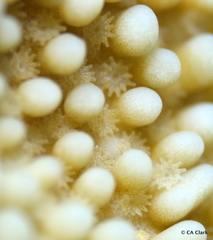 Montipora capitata
