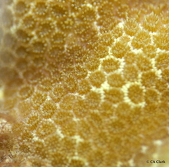 Porites lobata