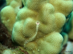 Porites lobata