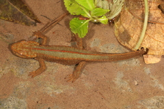 Spot-Tailed Warty Newt photo 4