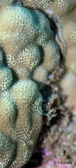 Porites lobata