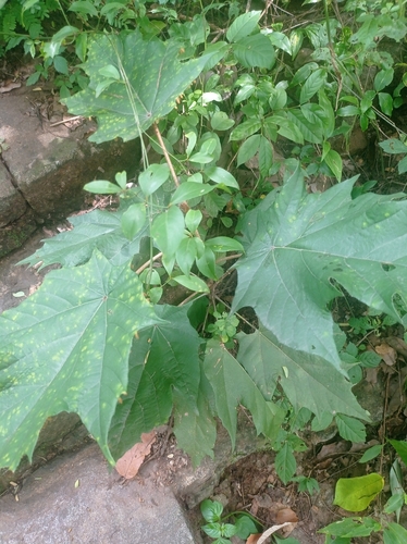 Pterospermum xylocarpum, photograph 4