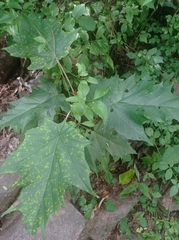 Boson, CC BY, iNaturalist via GBIF Pterospermum xylocarpum, photograph Boson, CC BY, iNaturalist via GBIF