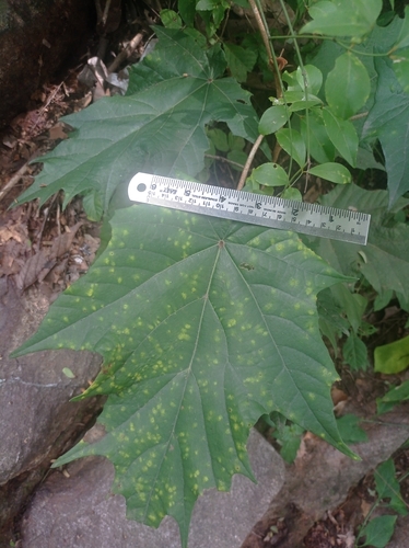 Pterospermum xylocarpum, photograph 6