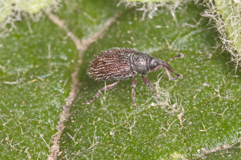 Gymnetron hoferi