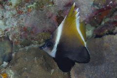 Heniochus varius