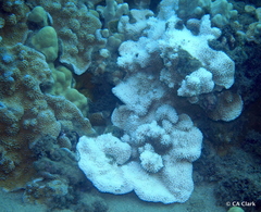 Montipora capitata