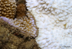 Montipora capitata