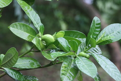 Tabernaemontana alba