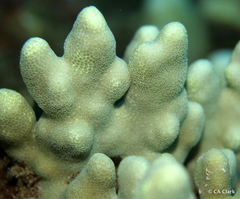 Porites compressa