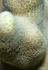 Porites compressa