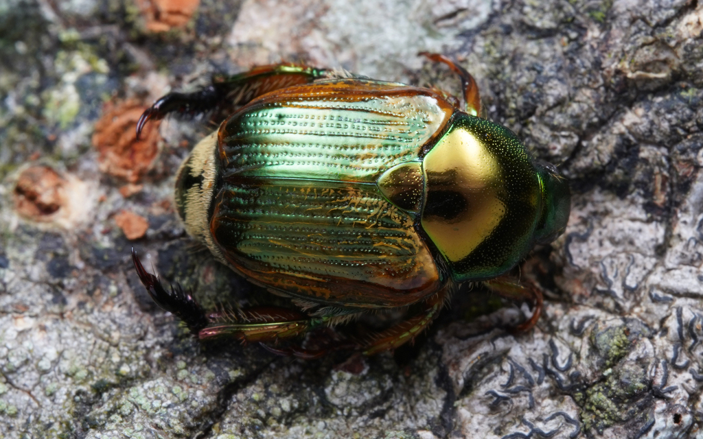 Popillia sanmenensis