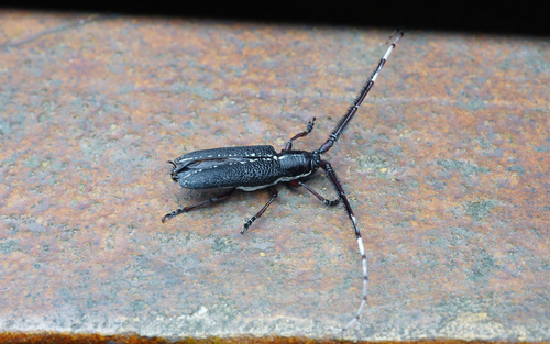Stegenagapanthia albovittata