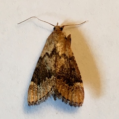 Hypsopygia phoezalis