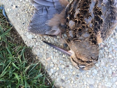Scolopax minor
