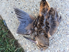 Scolopax minor