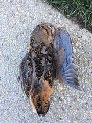 Scolopax minor