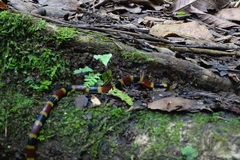 Micrurus mosquitensis