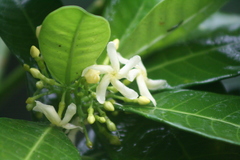 Tabernaemontana alba