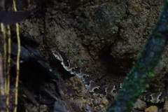 Xenodon rabdocephalus