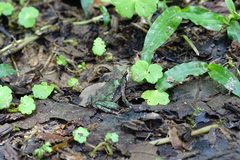 Incilius coniferus