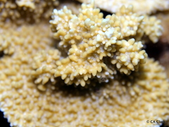 Montipora capitata