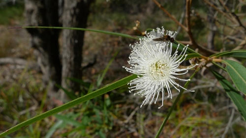 Angophora bakeri (Angophora bakeri)