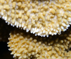 Montipora capitata