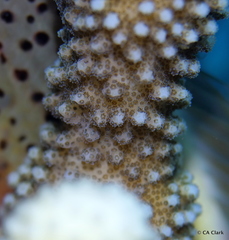 Pocillopora grandis