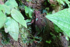 Incilius coniferus