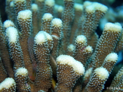 Pocillopora grandis