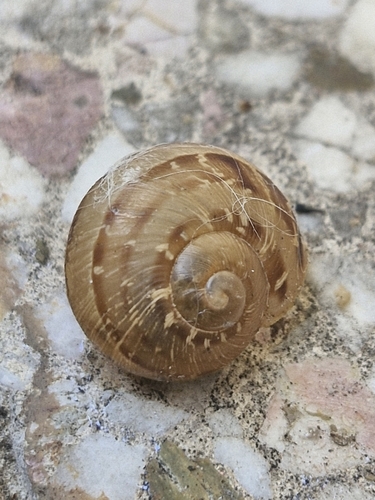 Cornu aspersum