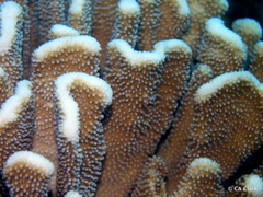 Pocillopora grandis