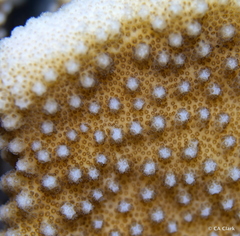 Pocillopora grandis